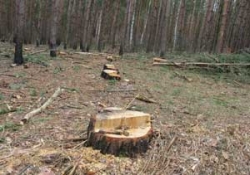У Черкаському районі незаконно вирубали дерев на понад мільйон гривень