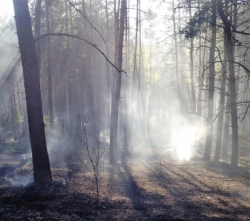 Курці спалили 1,2 гектари лісу в Будищах Черкаського району