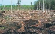 Про планові вирубки лісу будуть інформувати громадськість.