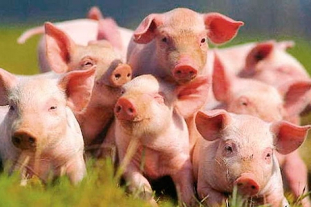 У Тальнівському районі – спалах африканської чуми свиней.