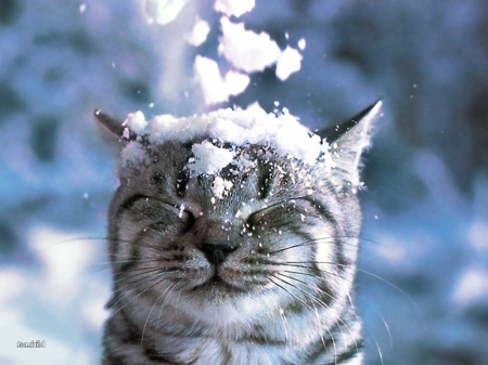 На Черкащині знову прогнозують снігопади