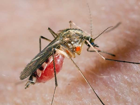 Лайфхак: Як захиститися від укусів комарів на природі і яку кров вони найбільше "полюбляють"
