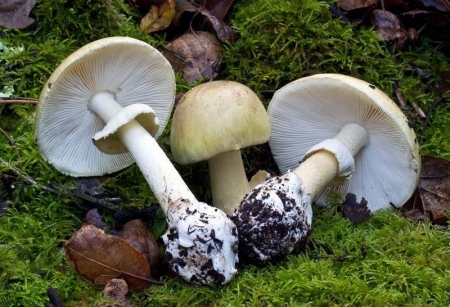 ОБЕРЕЖНО! На Черкащині зростає кількість отруєнь грибами