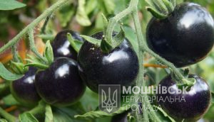 На Черкащині вирощують ... чорні помідори (відео)
