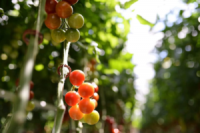 Аграрії зможуть отримати безповоротні гранти на створення теплиць і садів у межах програми «єРобота»