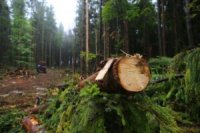 Уряд дав старт реформі лісової галузі