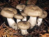 Будьте обережні! - На Черкащині зареєстровано перший випадок отруєння грибами