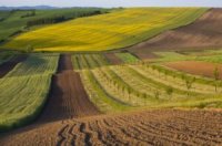 Майже 900 виробників Черкащини отримають фінансову підтримку через Державний аграрний реєстр